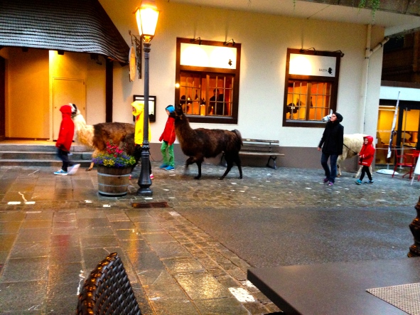 Llamas on a rainy street this past weekend in Gstaad, Switzerland.  